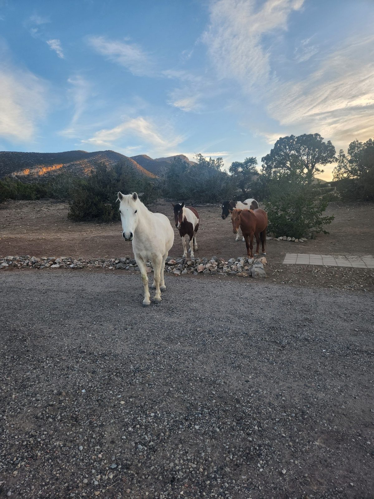 The herd gathered at dusk with mountains behind