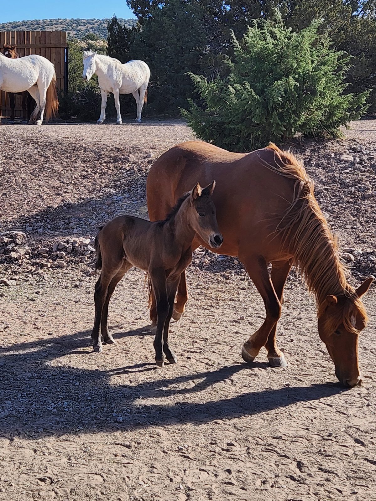 A chestnut mare grazing beside her young foal