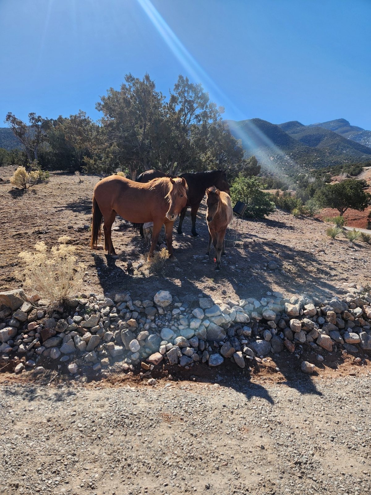 Horses and a foal standing in a sunbeam