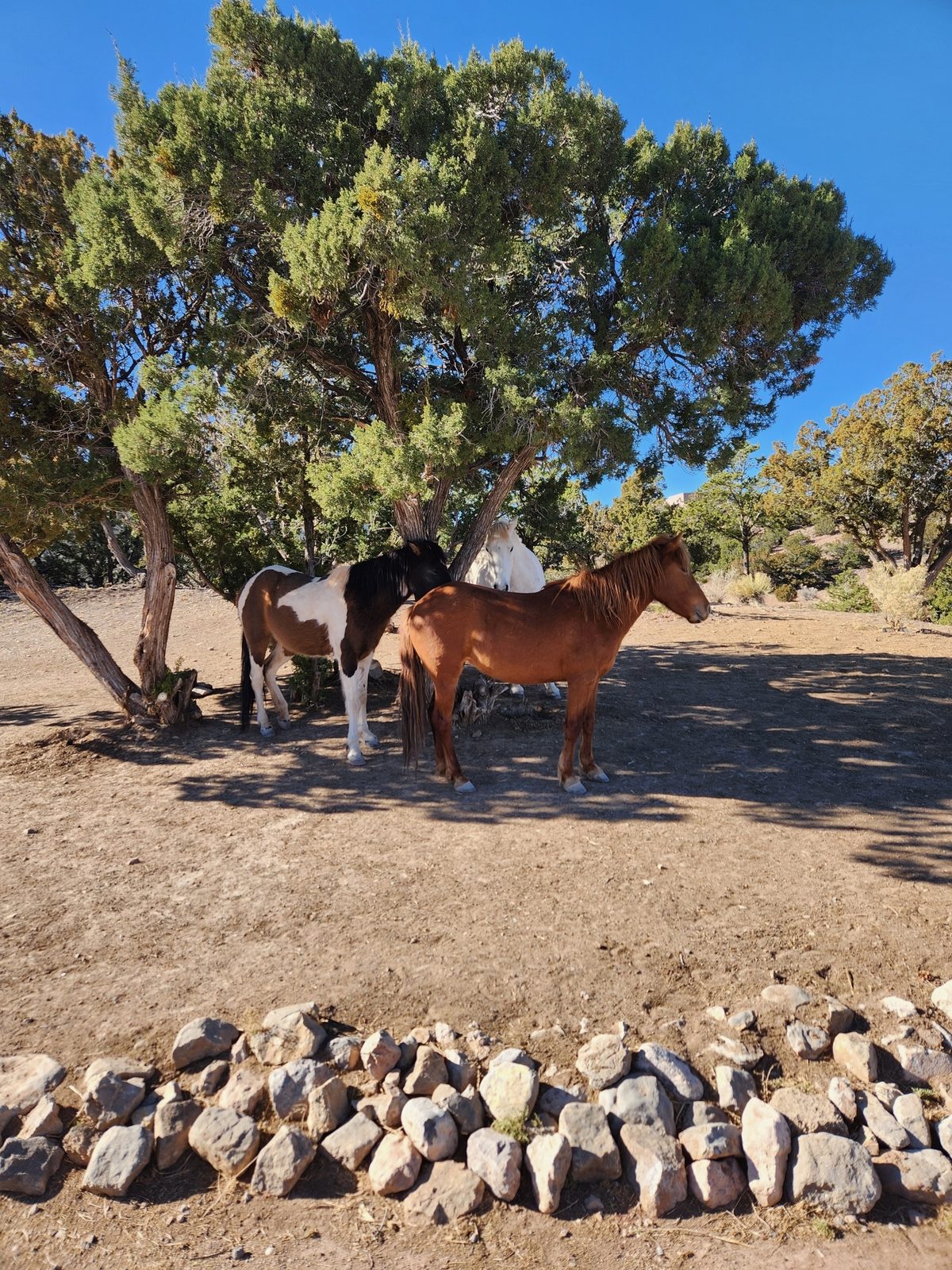 Horses resting in the shade of a juniper tree